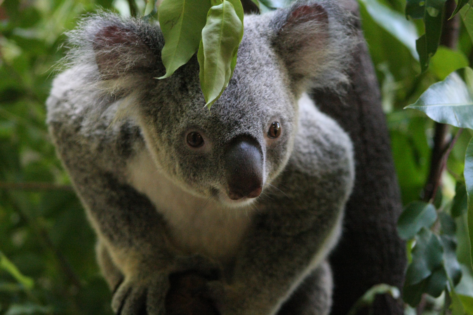 Wildlife in Down Under