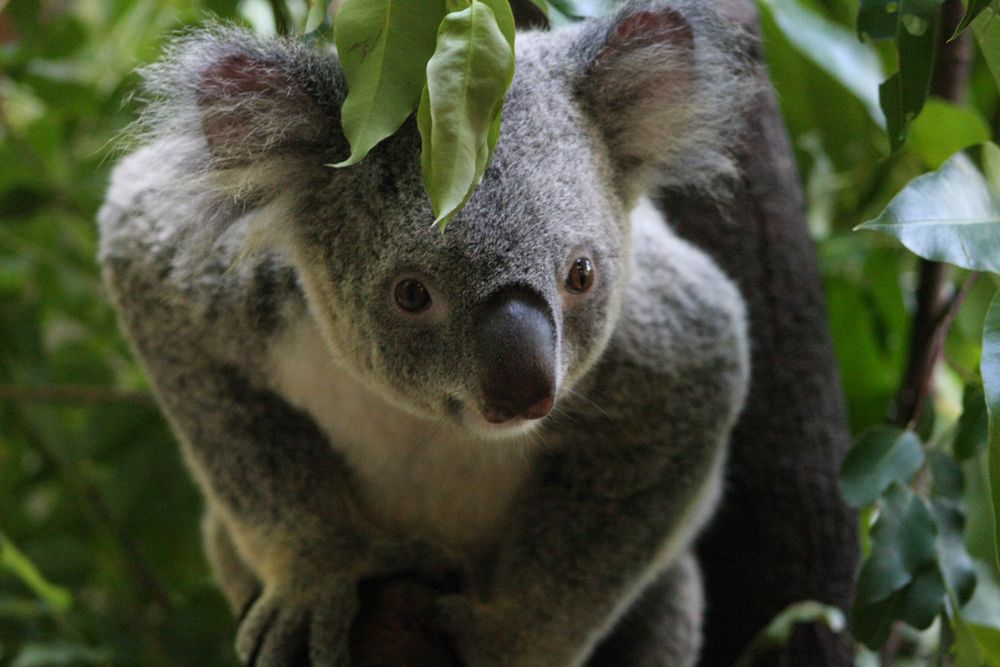 Wildlife in Down Under von Susan B. 