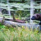 Wildlife in Finnland