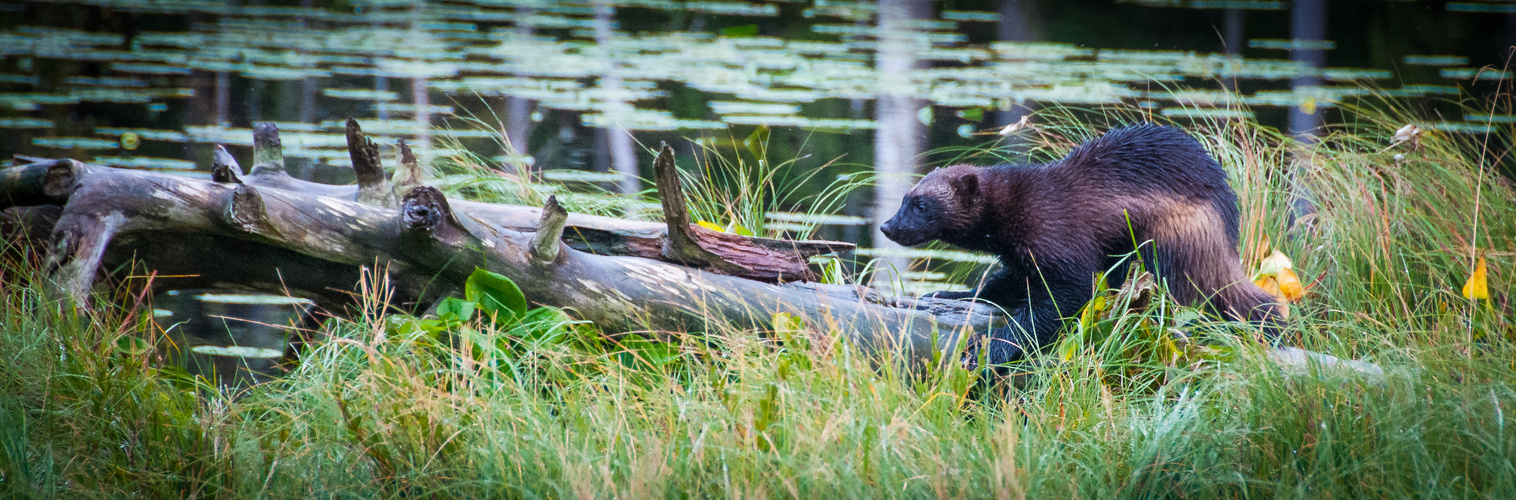 Wildlife in Finnland