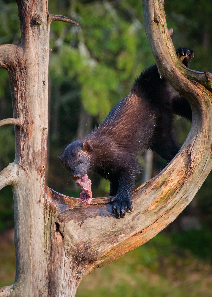 Wildlife in Finnland, Wolverine