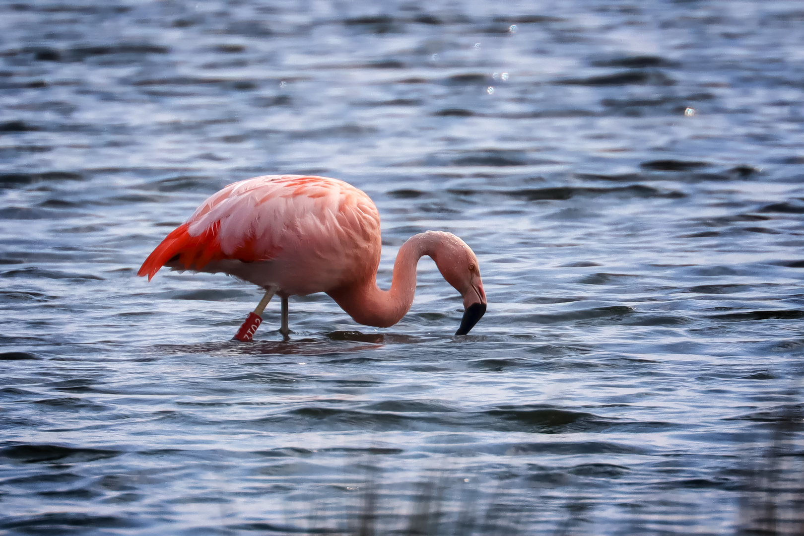 Wildlife in Germany...