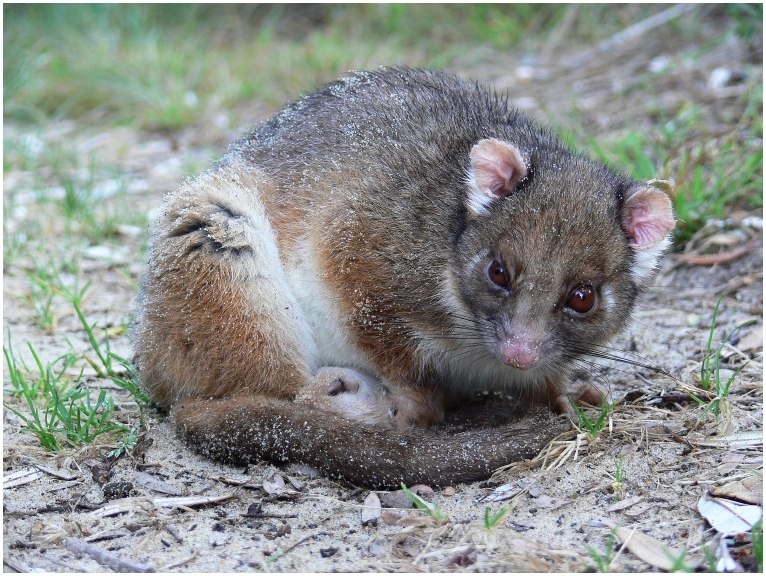 Wildlife in Gippsland (I)