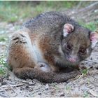 Wildlife in Gippsland (I)