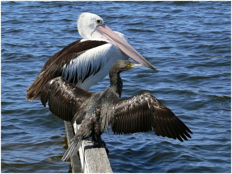 Wildlife in Gippsland (II)