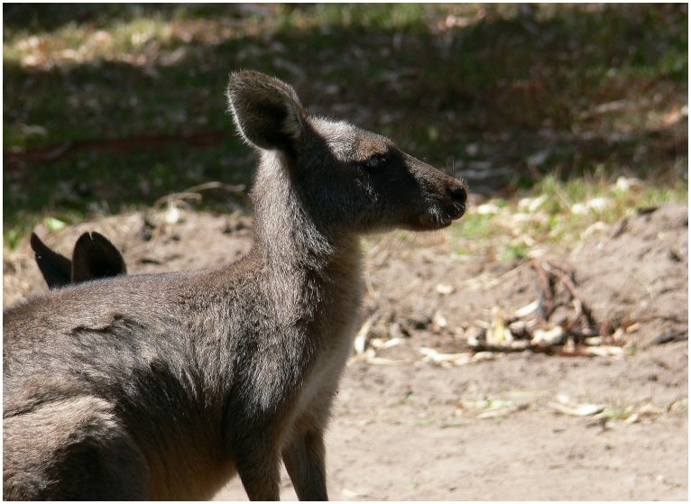 Wildlife in Grampians NP (I)