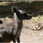 Wildlife in Grampians NP (I)