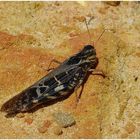 Wildlife in Grampians NP (II)