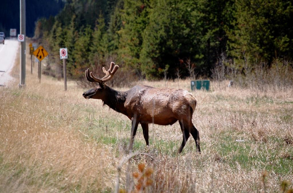 Wildlife in Jasper National Park