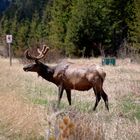 Wildlife in Jasper National Park