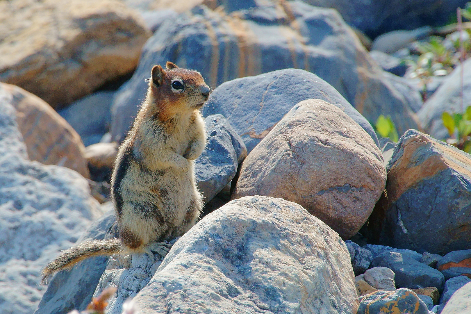 Wildlife in Kanada