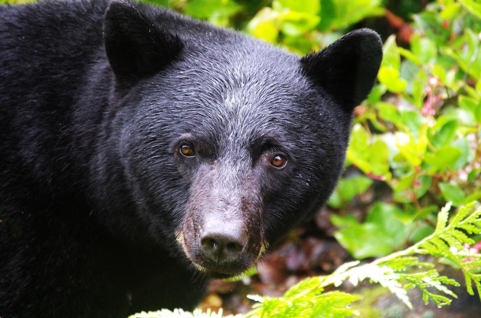 Wildlife in Kanada