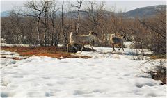 Wildlife in Lappland