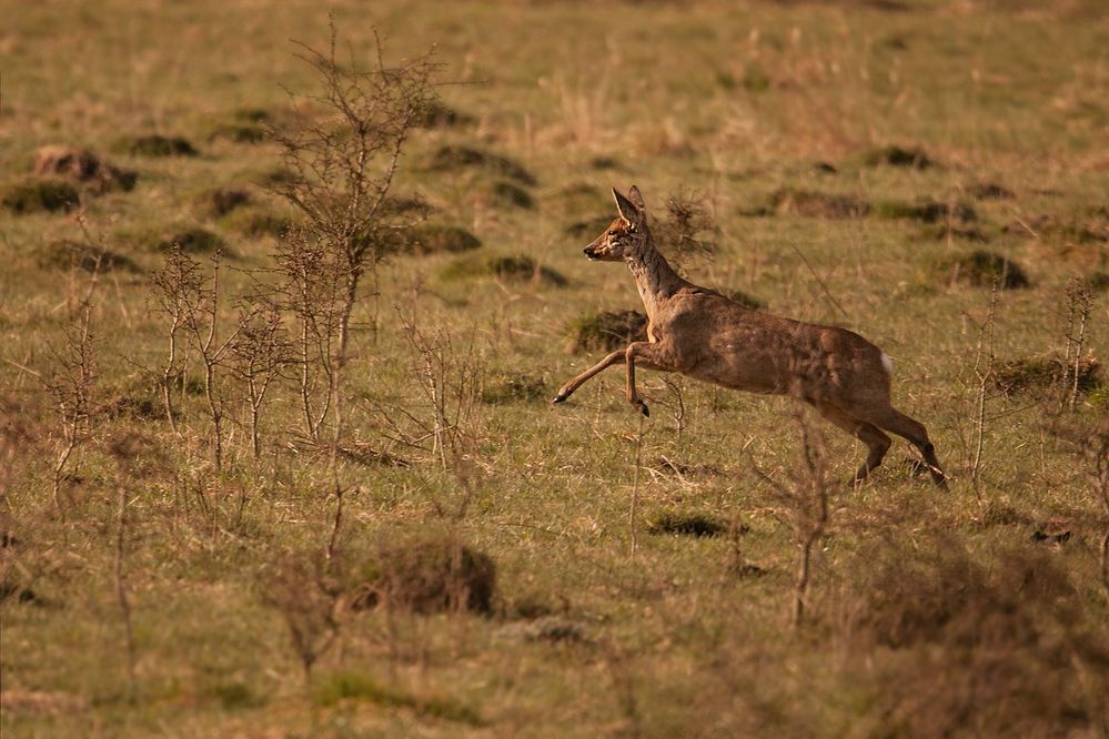 Wildlife in Linden