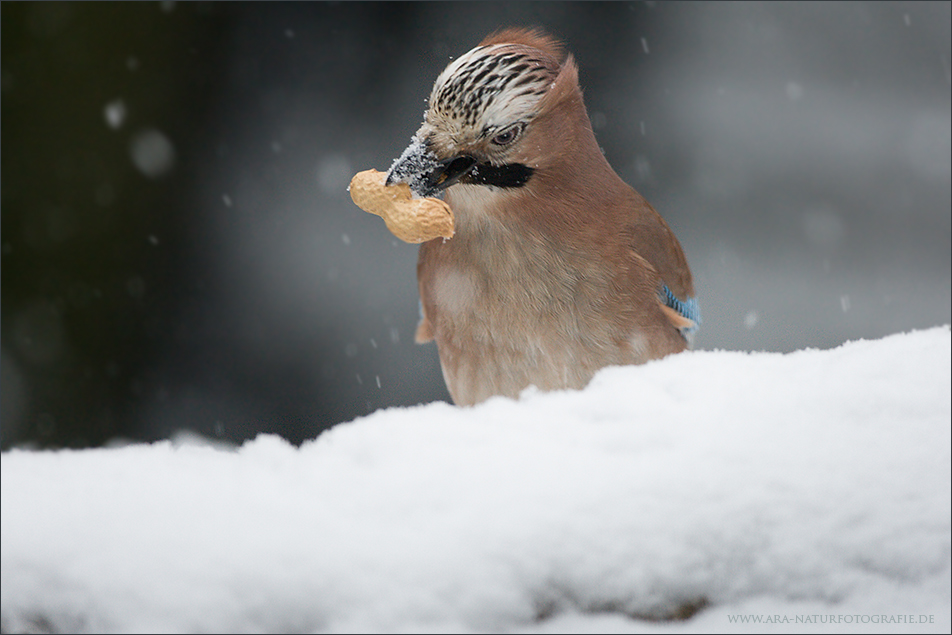 Wildlife in meinem Garten (4)