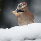 Wildlife in meinem Garten (4)