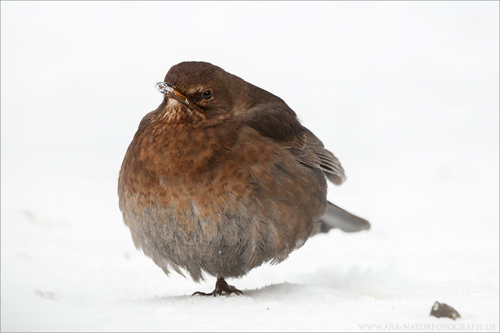 Wildlife in meinem Garten (6)