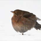 Wildlife in meinem Garten (7)