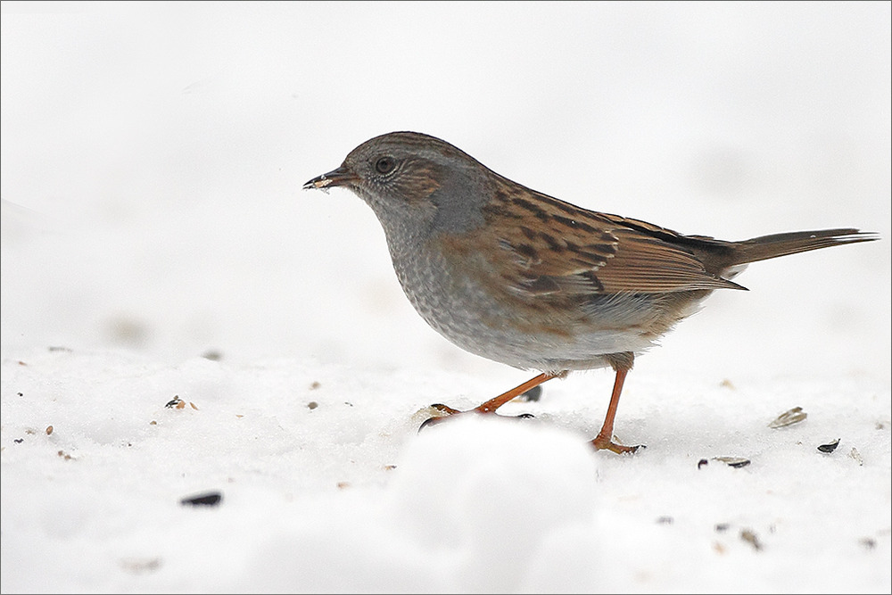 Wildlife in meinem Garten (8)