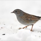 Wildlife in meinem Garten (8)