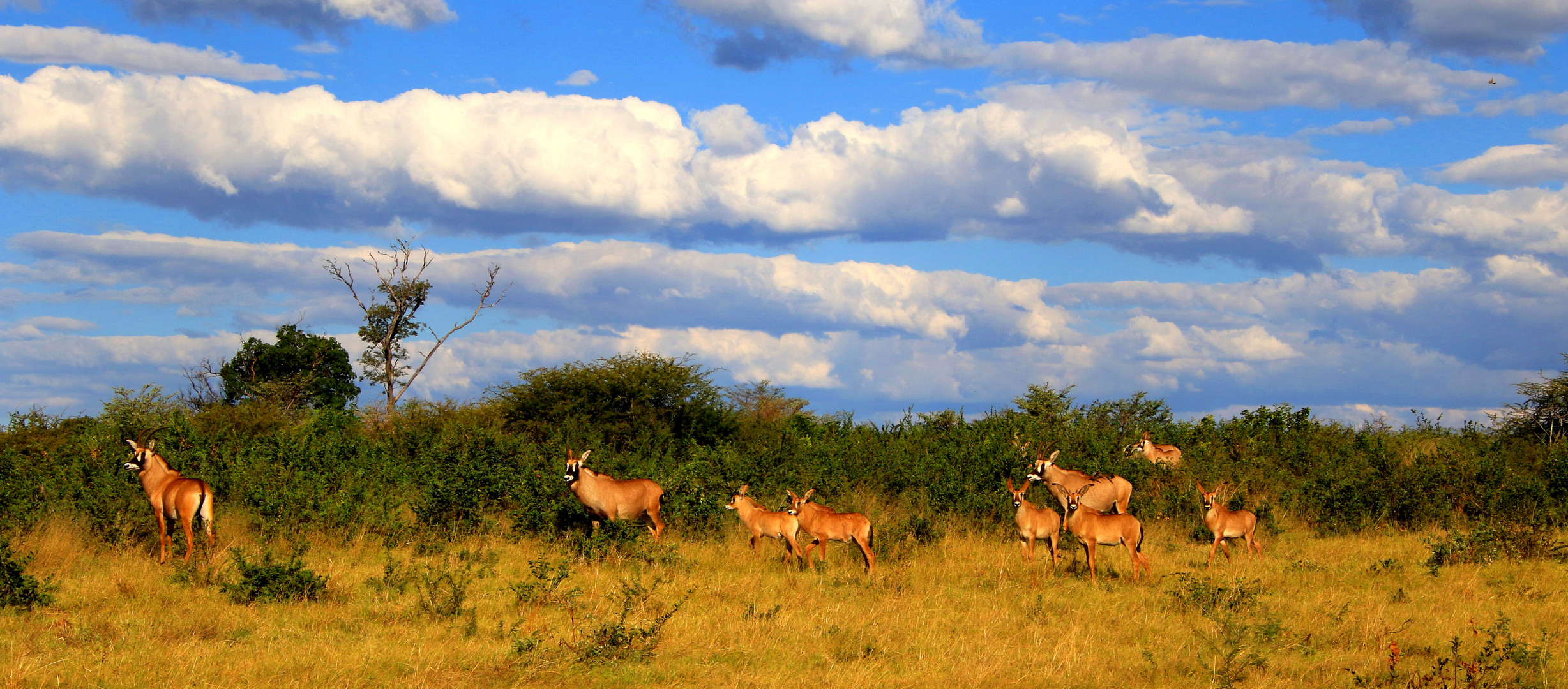 Wildlife in Namibia