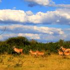 Wildlife in Namibia