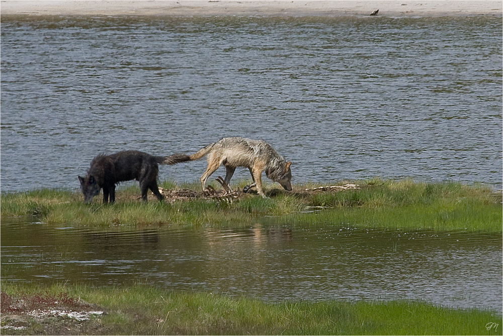 Wildlife in Nordamerika ( 1 )