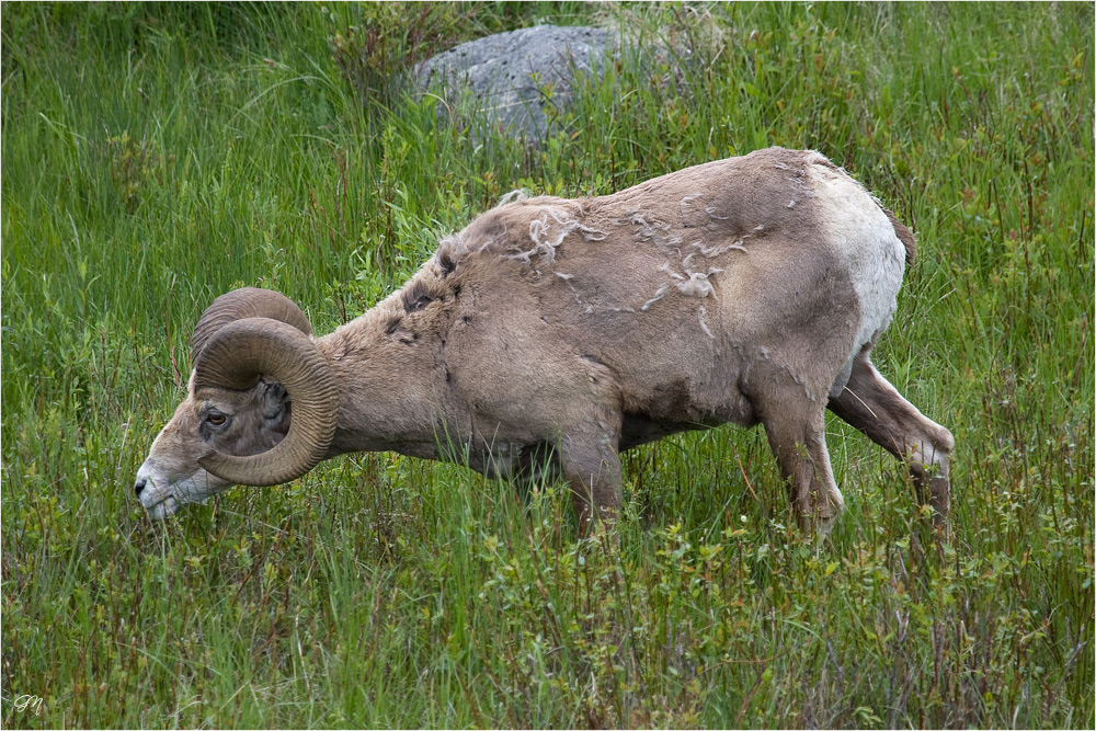 Wildlife in Nordamerika ( 2 )