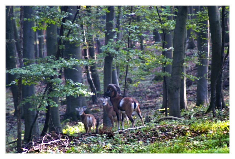 Wildlife in NRW - Mufflonwidder...