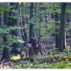 Wildlife in NRW - Mufflonwidder...