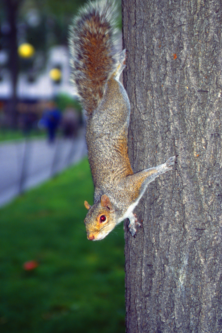 Wildlife in NYC oder A-Hörnchen sucht B-Hörnchen