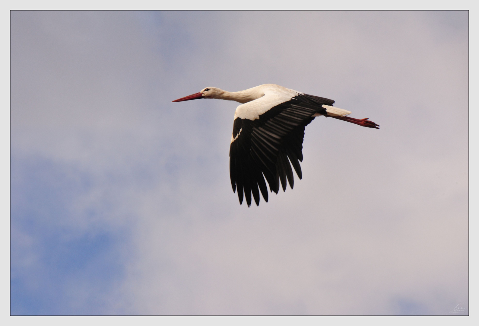 Wildlife in Offenburg