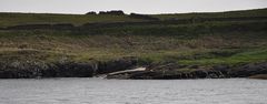 Wildlife in Portnahaven