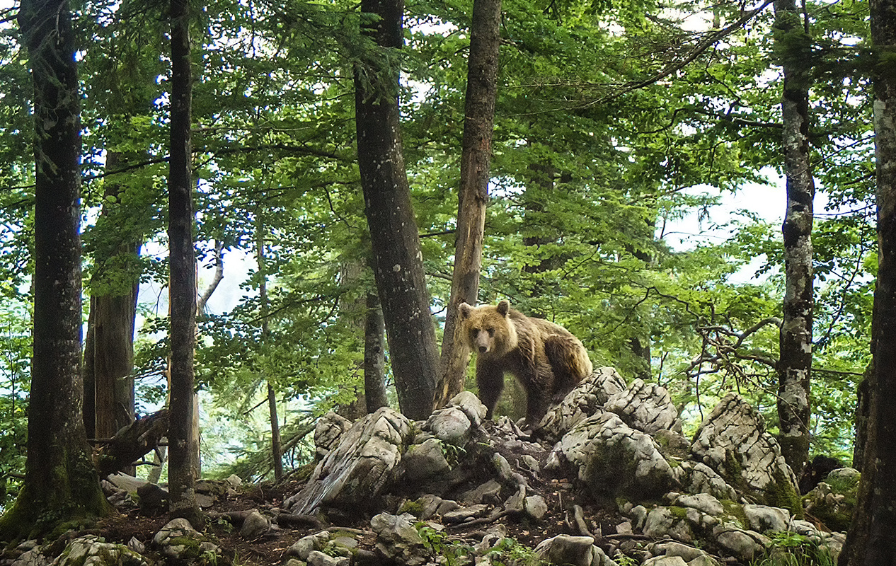 Wildlife in Slovenien