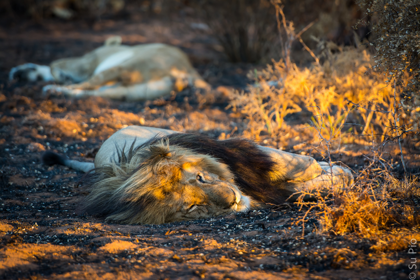 ... wildlife in Southafrica....wer schläft der sündigt nicht ;-)