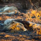 ... wildlife in Southafrica....wer schläft der sündigt nicht ;-)