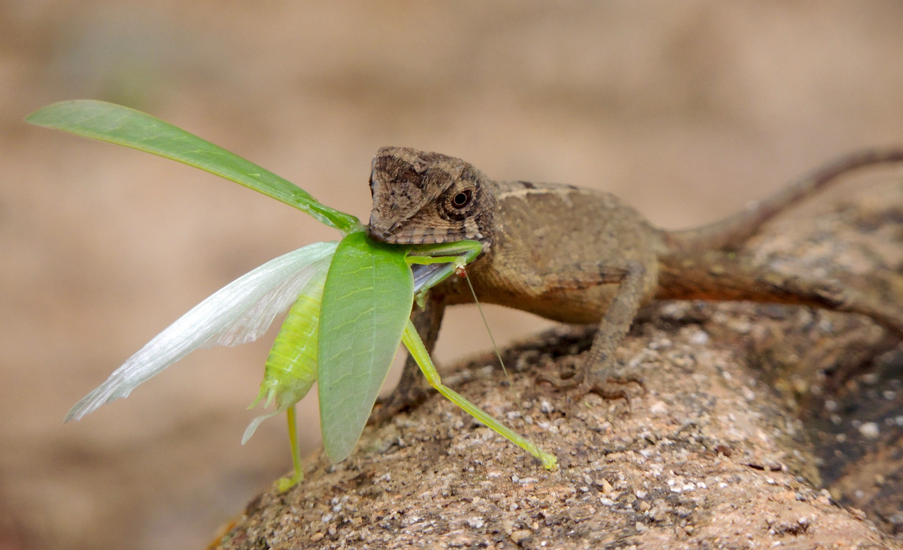 Wildlife in Sri Lanka