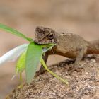 Wildlife in Sri Lanka