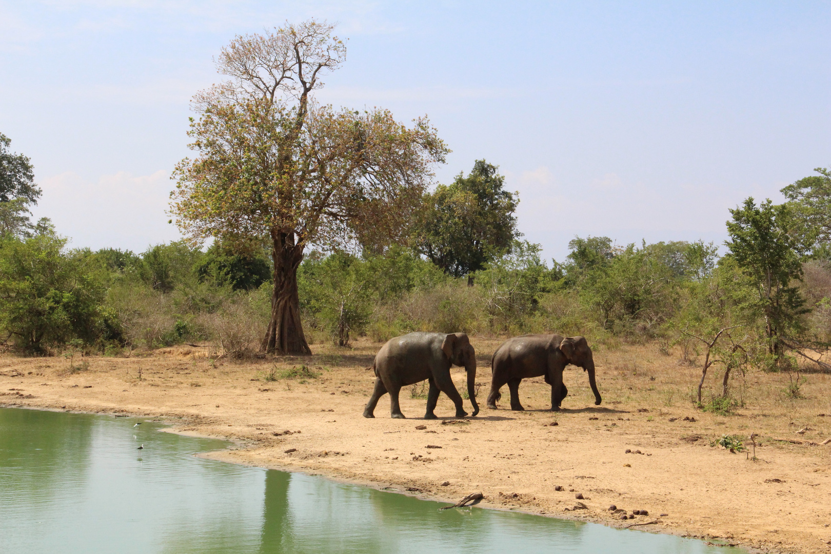 Wildlife in Sri Lanka.