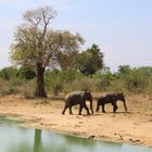 Wildlife in Sri Lanka.