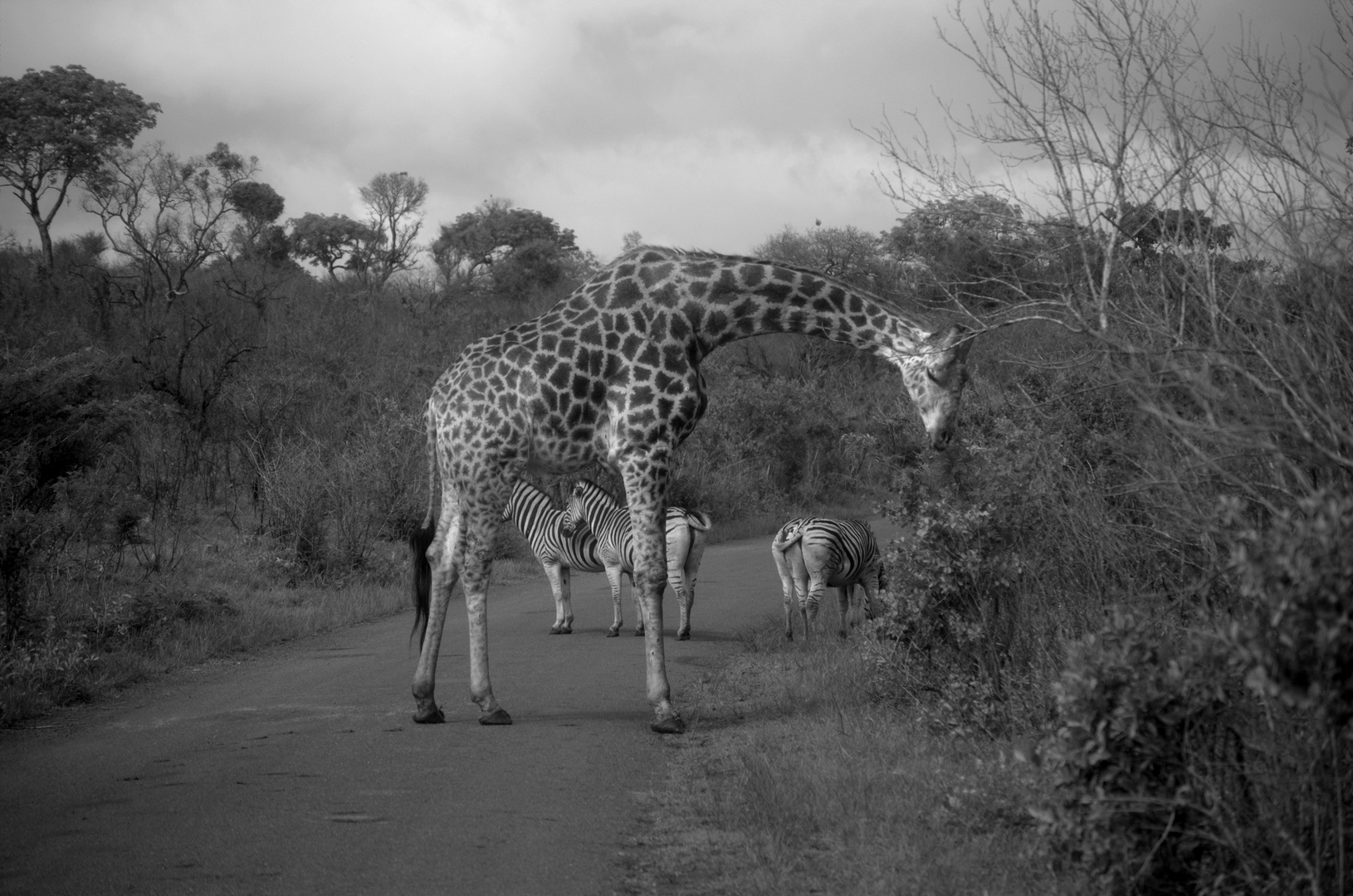 Wildlife in Südafrika