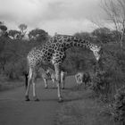 Wildlife in Südafrika