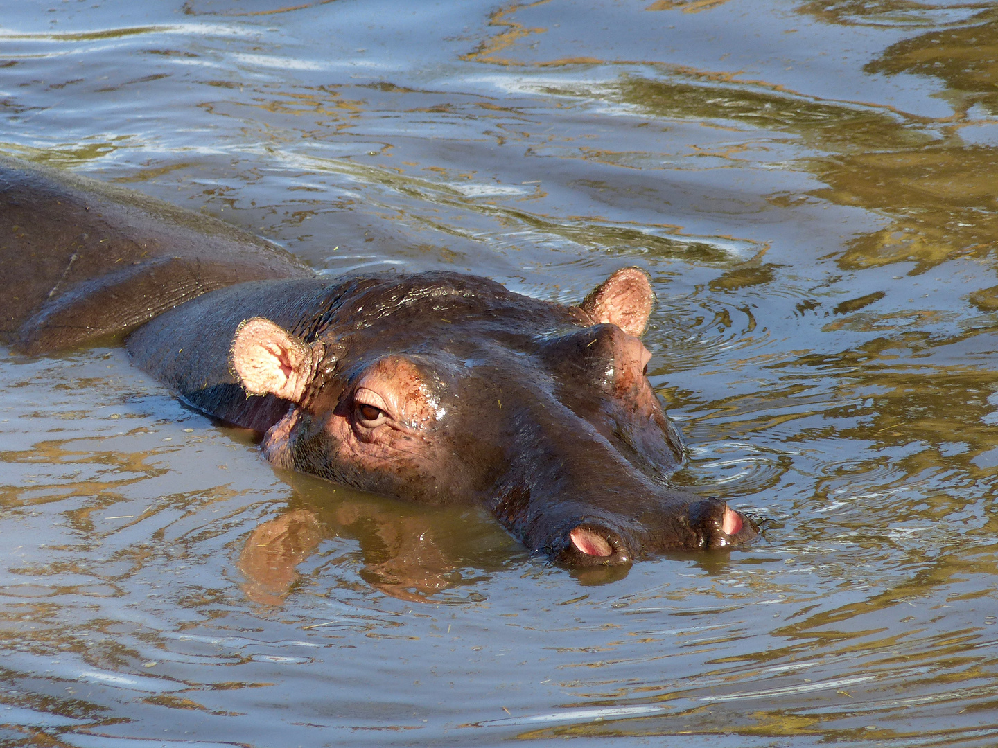 Wildlife in Tansania