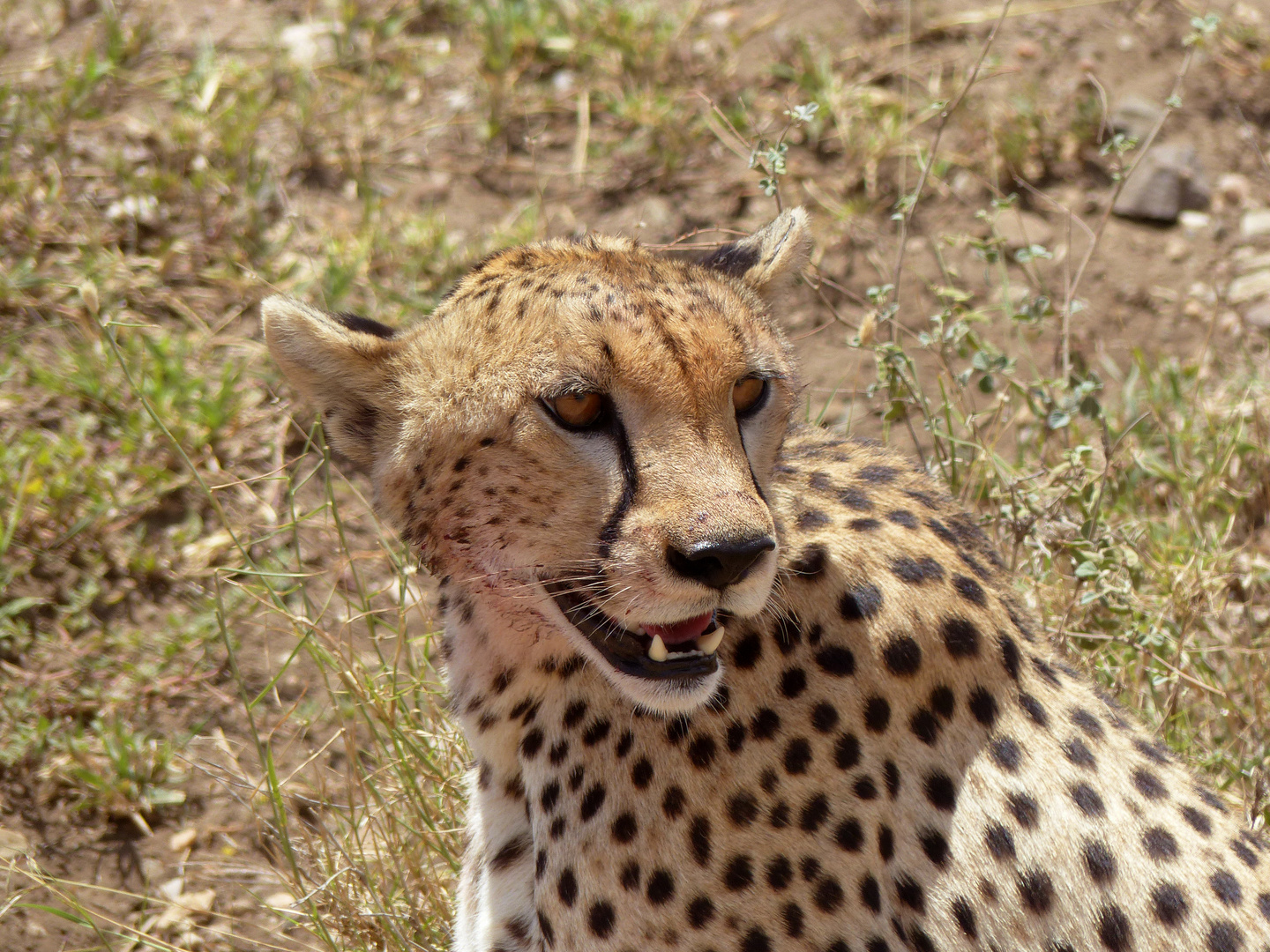 Wildlife in Tansania