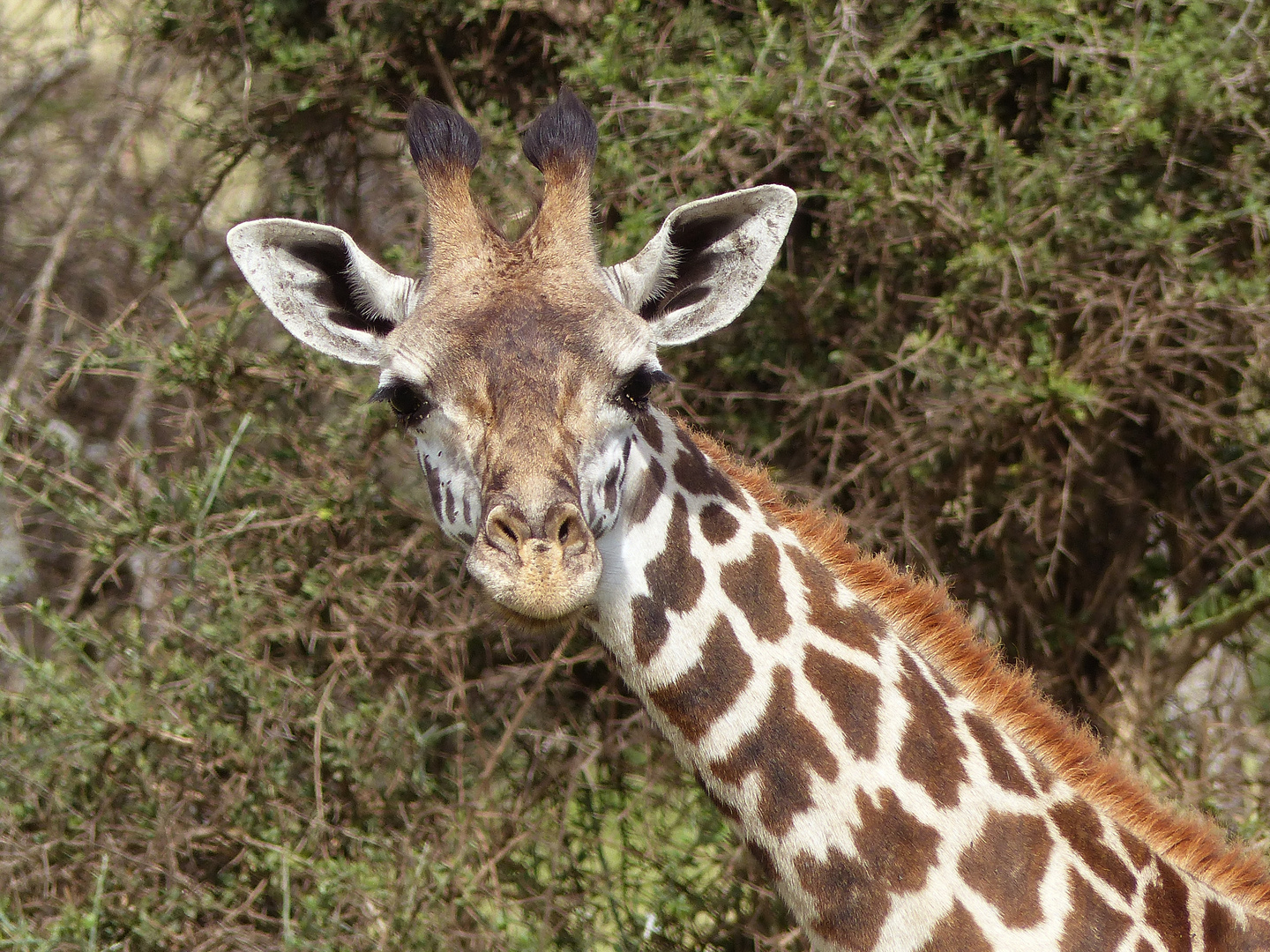 Wildlife in Tansania