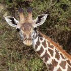 Wildlife in Tansania
