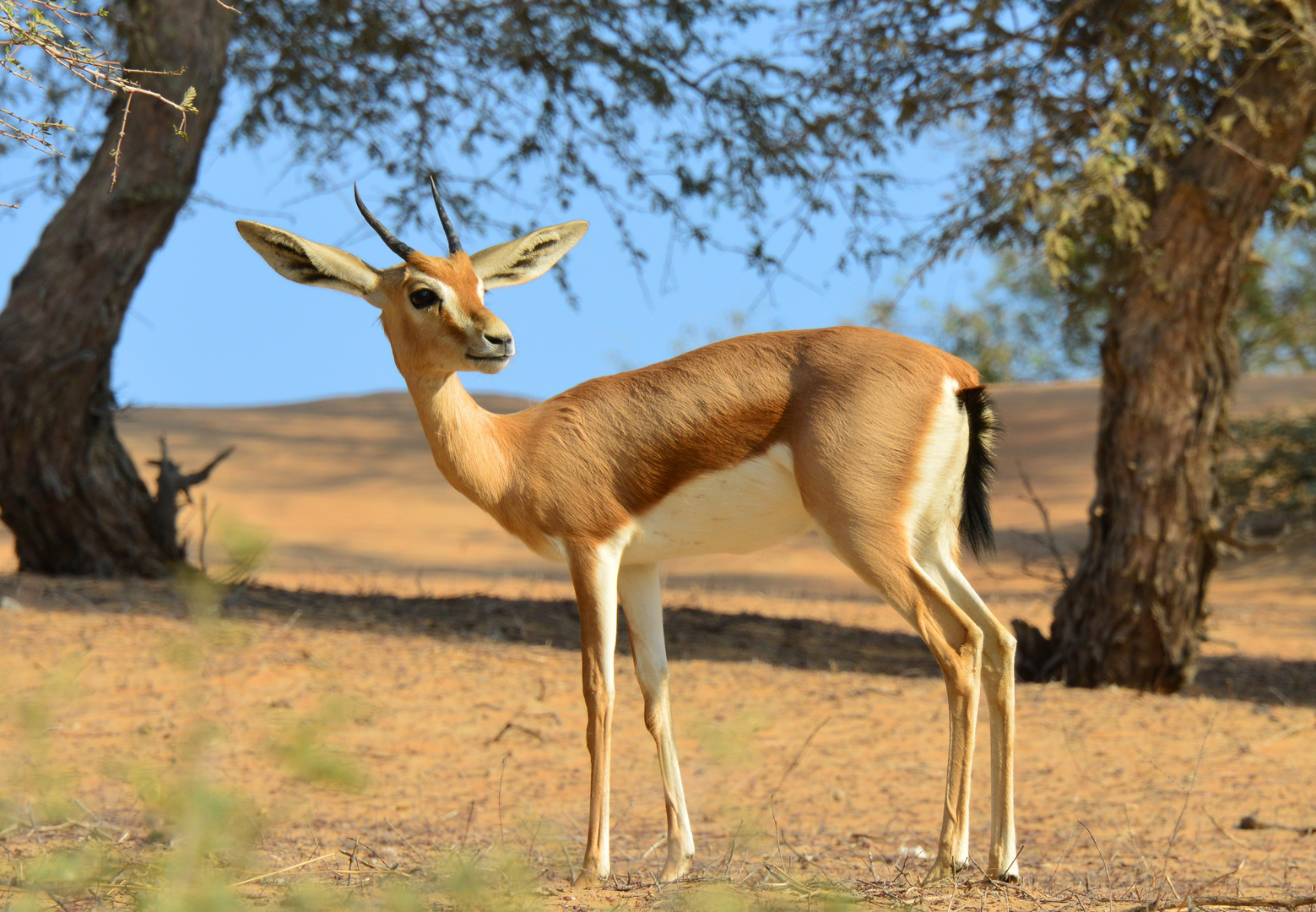 Wildlife in the United Arab Emirates