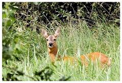 Wildlife in Worpswede-Wümmewiesen