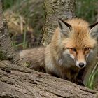 Wildlife in Zingst