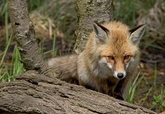 Wildlife in Zingst